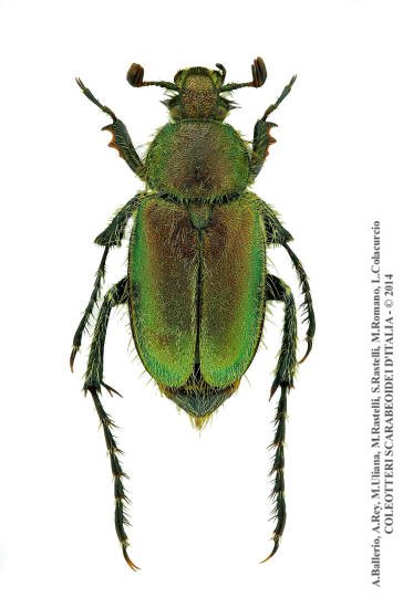 Amphicoma carcelii, maschio
